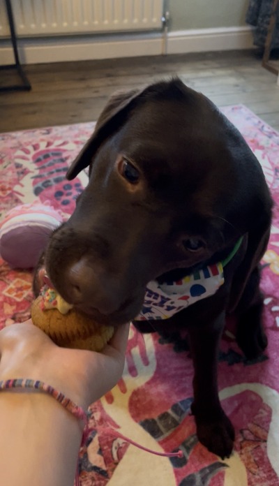 Chocolate Labrador eating a birthday cupcake and wearing a birthday bandana