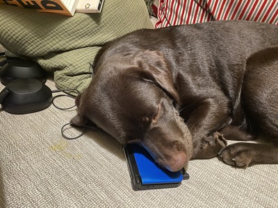 Chocolate Labrador asleep using 3DS as pillow