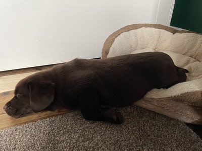 Sleeping chocolate Labrador puppy