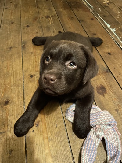 Chocolate Labrador puppy lying down